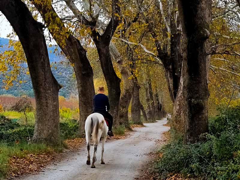 leaf peeping while horseback riding