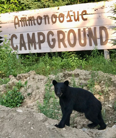 ammonoosuc campground entrance